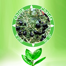 Tsaidam Black Wolfberry APK