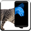 Cat Xray Prank
