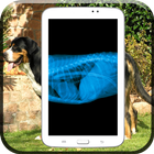 Dog Xray Prank Zeichen