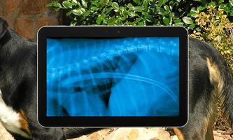 Dog Xray Prank captura de pantalla 2
