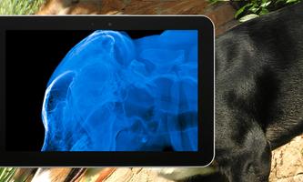 Dog Xray Prank captura de pantalla 3