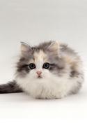 Fluffy bubble cat โปสเตอร์