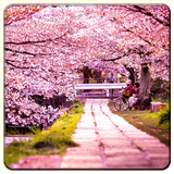 Cherry Blossom icône