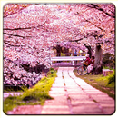 Cherry Blossom Wallpapers APK