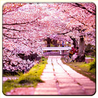 Cherry Blossom-icoon