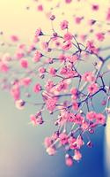 Cherry Blossom Affiche
