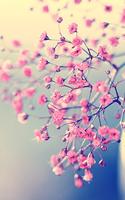 Cherry Blossom-poster