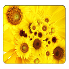 Sunflower Wallpapers icône