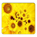 Sunflower Wallpapers APK