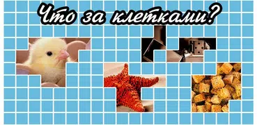 Угадай что за клетками!