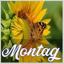 Montag APK