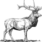 Elk Sound icône
