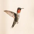 Hummingbird Sound иконка