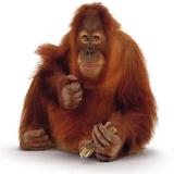 Orangutan Sound Zeichen