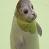 Seal Sound APK