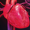 Cardiometabolismo