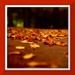 Herbst Live Wallpaper