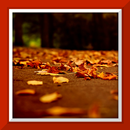 Autumn Live Wallpaper-APK