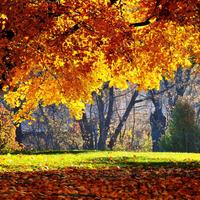 Poster autunno sfondo dal vivo