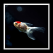 ”Aquarium Live Wallpaper