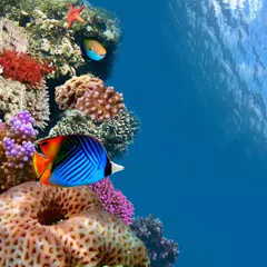 Aquarium Live Wallpaper APK download