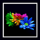 Fleur Fond d'écran Live icône