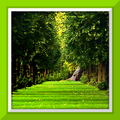 foresta sfondo dal vivo
