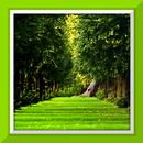 Forest Live Wallpaper aplikacja