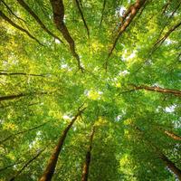 Forest Live Wallpaper 포스터
