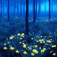 Forest Live Wallpaper 스크린샷 1