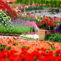 Garden Live Wallpaper اسکرین شاٹ 1