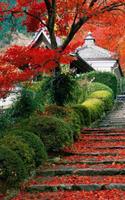 3 Schermata giardino sfondo dal vivo
