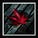 Leaf Live Wallpaper APK