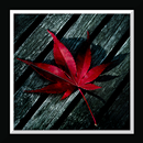 Leaf Live Wallpaper aplikacja