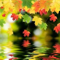 برنامه‌نما Leaf Live Wallpaper عکس از صفحه