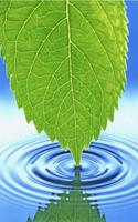 برنامه‌نما Leaf Live Wallpaper عکس از صفحه