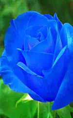 Rose Live Wallpaper APK download