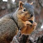 Squirrel Wallpapers 图标