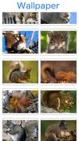 Squirrel Wallpapers 截图 1