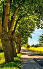 Descargar APK de primavera de pantalla en vivo