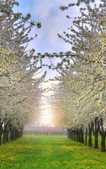 Descargar APK de primavera de pantalla en vivo