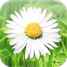 Spring Flowers Free icono