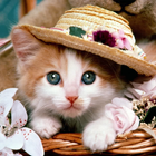 Icona Cute Kittens Cat Pictures