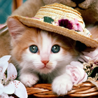 Cute Kittens Cat Pictures icon