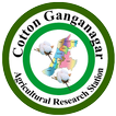 Cotton Ganganagar