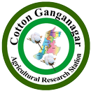 APK Cotton Ganganagar
