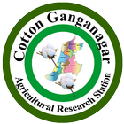 ikon Cotton Ganganagar