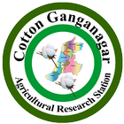 Cotton Ganganagar आइकन