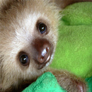 APK 動物鳴き声ナマケモノ