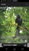 Cries of birds drongo Affiche